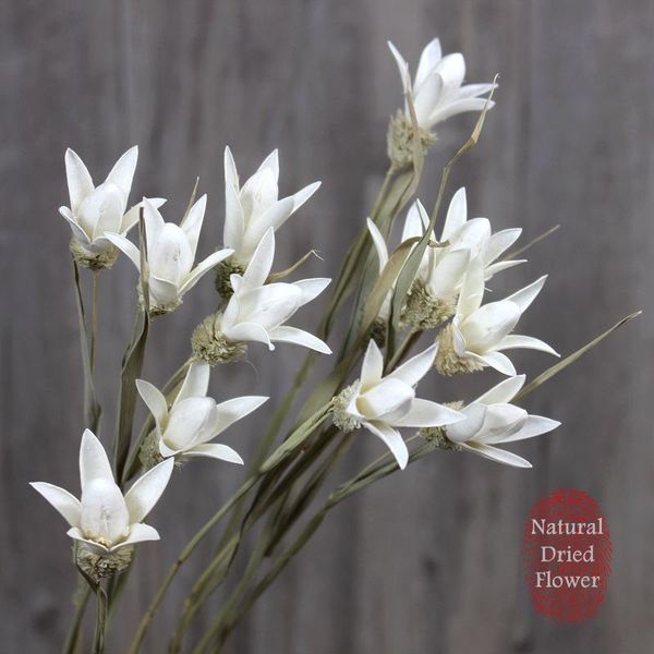 decorative flowers & wreaths 10pcs dried magnolia flower bunch for home decoration accessories natural dry festival diy
decorative flowers & wreaths 10pcs dried magnolia flower bunch for home decoration accessories natural dry festival diy
