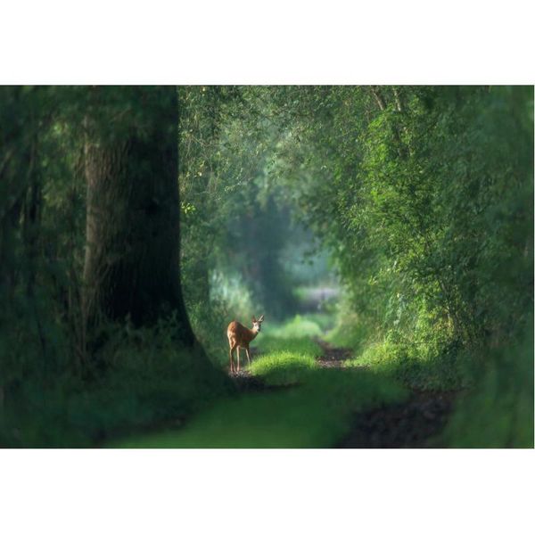 party decoration natural scenery backdrop deer on the forest trail pography background decor born wedding po booth prop
party decoration natural scenery backdrop deer on the forest trail pography background decor born wedding po booth prop