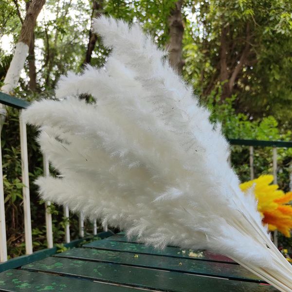 decorative flowers & wreaths natural reeds flower bouquet dekoration 30pcs dried pampas grass plants for christmas wedding decorations home
decorative flowers & wreaths natural reeds flower bouquet dekoration 30pcs dried pampas grass plants for christmas wedding decorations home