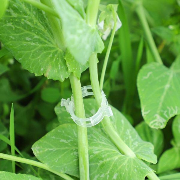 other garden supplies 50/100pcs plastic plant clips supports connects reusable protection grafting fixing tool gardening for vegetable tomat
other garden supplies 50/100pcs plastic plant clips supports connects reusable protection grafting fixing tool gardening for vegetable tomat