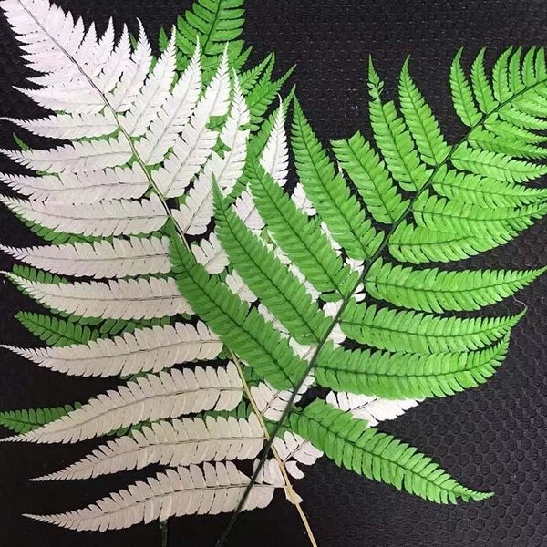 10pcs/fiddlehead ferns,dry natural fresh preserved plant,eternal dried arachniodes leaves for christmas leaf,wedding decoration decorative f
10pcs/fiddlehead ferns,dry natural fresh preserved plant,eternal dried arachniodes leaves for christmas leaf,wedding decoration decorative f