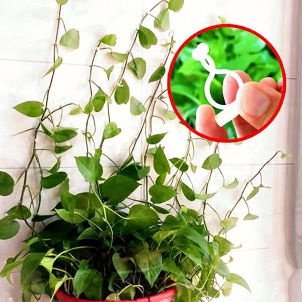other garden supplies plastic 10pcs/set versatile vine climb wall clip fixer organizer flexible plant climbing reusable for
other garden supplies plastic 10pcs/set versatile vine climb wall clip fixer organizer flexible plant climbing reusable for