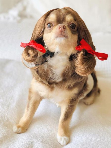 cat costumes pet fancy synthetic for dog lovely halloween clothes dress up cross-dressing hair set supplies
cat costumes pet fancy synthetic for dog lovely halloween clothes dress up cross-dressing hair set supplies