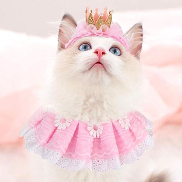 cat costumes 2021 crown lace combination matching birthday fashion pet neck cute pink costume set
cat costumes 2021 crown lace combination matching birthday fashion pet neck cute pink costume set