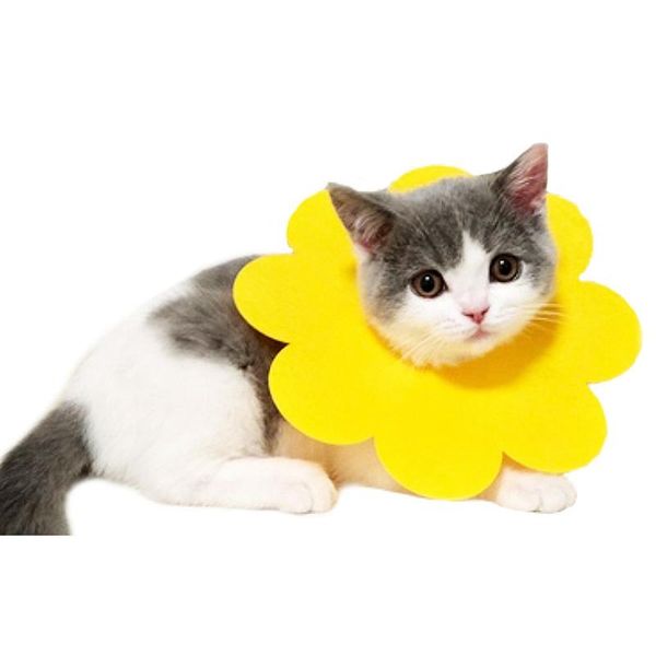 dog collars & leashes arrival collar sunflower shaped for puppy cat anti bite elizabeth circle comfortable neck protection 
dog collars & leashes arrival collar sunflower shaped for puppy cat anti bite elizabeth circle comfortable neck protection