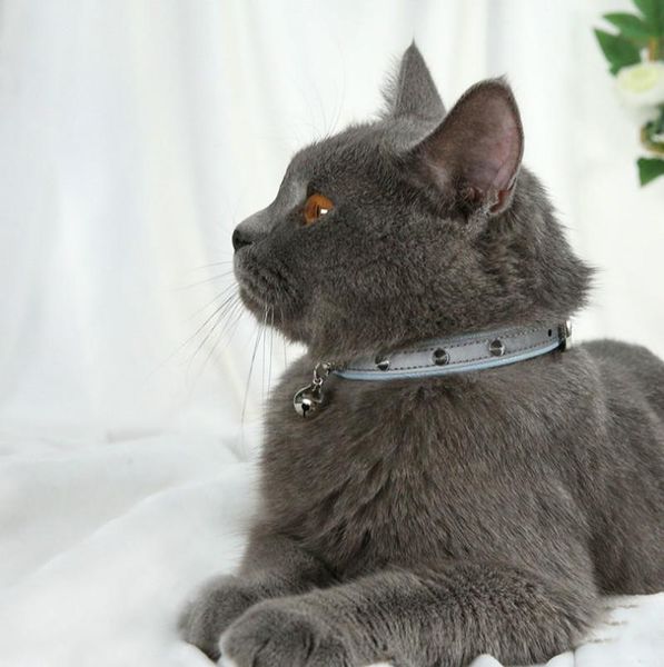 cat collars & leads adjustable pet necklace reflective collar anti-lost for dogs universal anti-bite with bell pu leather accessories
cat collars & leads adjustable pet necklace reflective collar anti-lost for dogs universal anti-bite with bell pu leather accessories