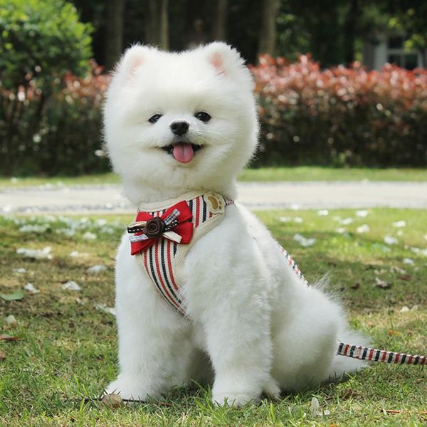 dog collars & leashes breathable vest harness stripe design bow tie with adjustable length for middle and small dogs
dog collars & leashes breathable vest harness stripe design bow tie with adjustable length for middle and small dogs