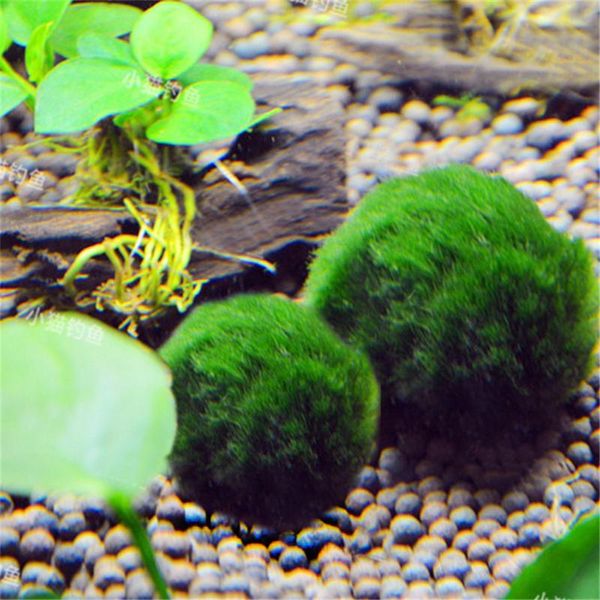 1pcs aquatic aquarium landscape real grass live mousse green ornamental prospects for home decorations
1pcs aquatic aquarium landscape real grass live mousse green ornamental prospects for home decorations