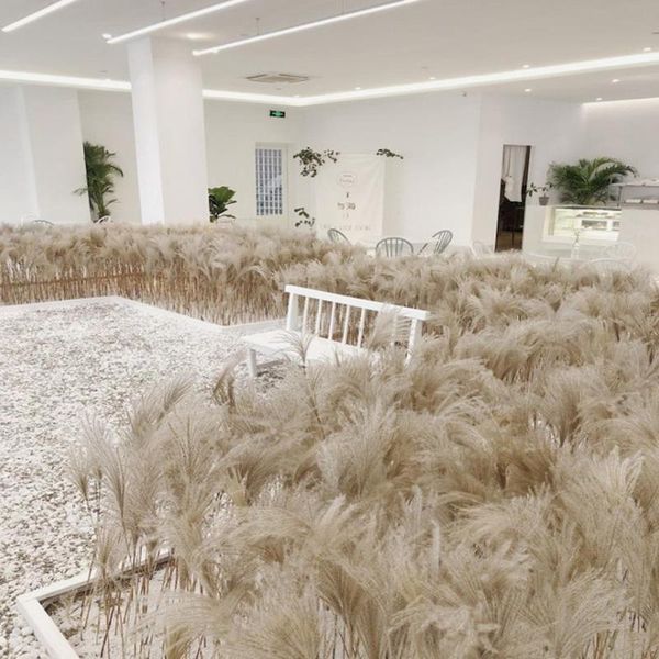 decorative flowers & wreaths 15/100pcs natural dried flower tail plants floral grass bouquet home decoration accessories#66
decorative flowers & wreaths 15/100pcs natural dried flower tail plants floral grass bouquet home decoration accessories#66
