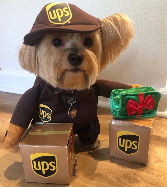 cat costumes dog clothes cosplay ups pal big cute halloween party xmas year disfraz de perro
cat costumes dog clothes cosplay ups pal big cute halloween party xmas year disfraz de perro