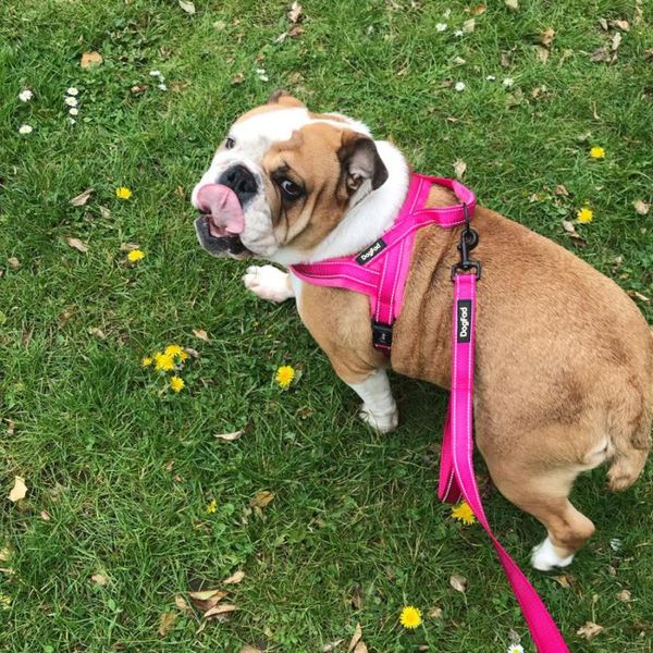 dog collars & leashes pet chest and back strap flannelette comfortable lining traction rope outdoor sports vest
dog collars & leashes pet chest and back strap flannelette comfortable lining traction rope outdoor sports vest