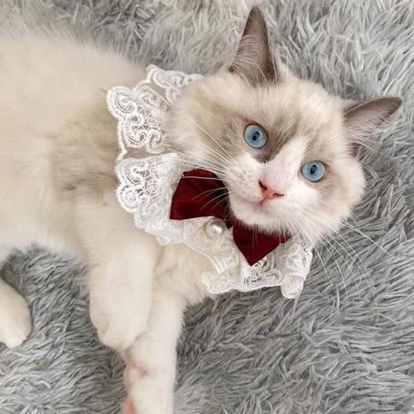 cat costumes 2021 handmade large lace bow bib tie pet accessories dog necklace dogs festival clothes
cat costumes 2021 handmade large lace bow bib tie pet accessories dog necklace dogs festival clothes