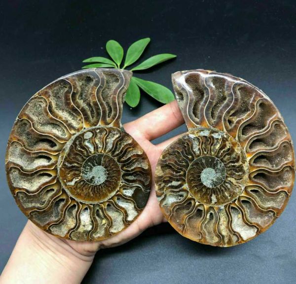 decorative objects & figurines 1pc special natural nautilus fossil energy healing reiki ornaments
decorative objects & figurines 1pc special natural nautilus fossil energy healing reiki ornaments
