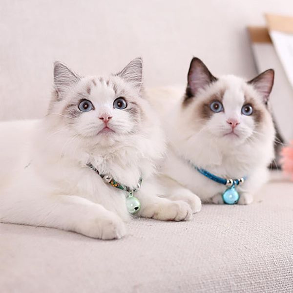cat collars & leads personalized id engraving collar safety breakaway small dog cute nylon adjustable for puppy kittens necklace
cat collars & leads personalized id engraving collar safety breakaway small dog cute nylon adjustable for puppy kittens necklace
