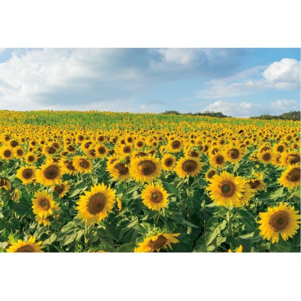 party decoration sunny weather backdrop born wedding sunflowers flower sea pography background studio props po booth
party decoration sunny weather backdrop born wedding sunflowers flower sea pography background studio props po booth