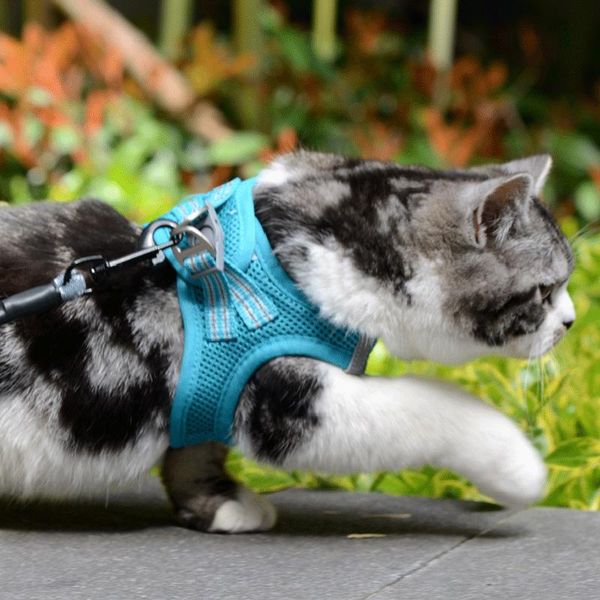 dog collars & leashes adjustable cat leash and harness set lightweight kitten easy control breathable step-in vest reflective strip ud
dog collars & leashes adjustable cat leash and harness set lightweight kitten easy control breathable step-in vest reflective strip ud