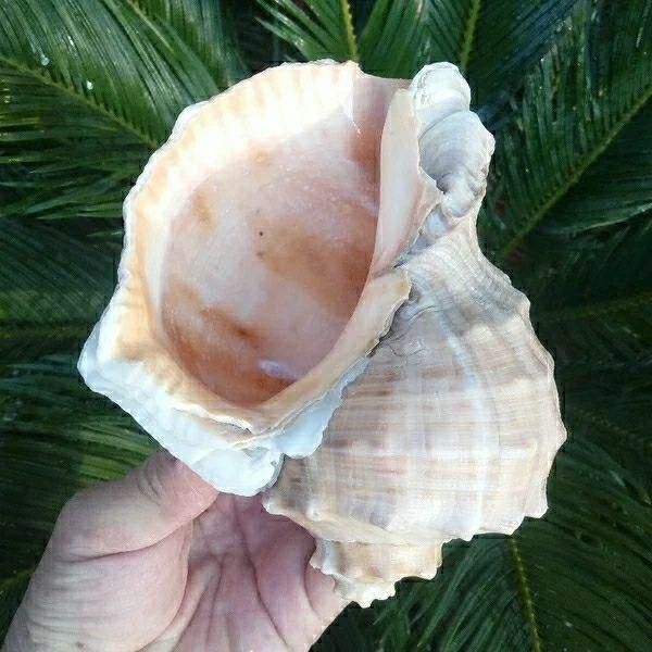 novelty items natural conch shell red carp aquarium landscape decoration creative barbecue dish multi green plant pot
novelty items natural conch shell red carp aquarium landscape decoration creative barbecue dish multi green plant pot