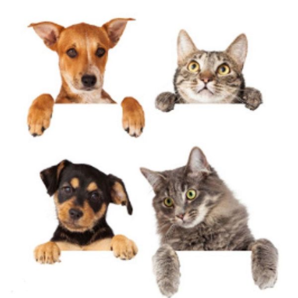 wall stickers vivid cat dog 3d | 4 pcs / set, bathroom, living room, refrigerator decor, animal stickers, art sticker p
wall stickers vivid cat dog 3d | 4 pcs / set, bathroom, living room, refrigerator decor, animal stickers, art sticker p