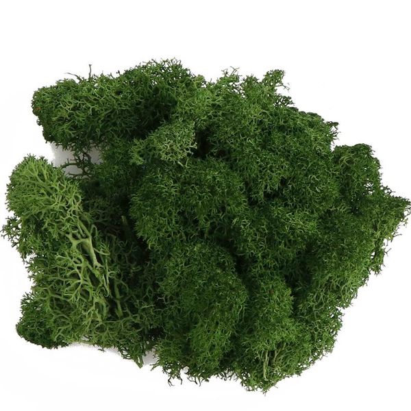 decorative flowers & wreaths 20g artificial moss immortal simulation green plant grass home decor wall diy micro landscape acce
decorative flowers & wreaths 20g artificial moss immortal simulation green plant grass home decor wall diy micro landscape acce