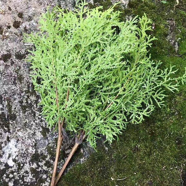 artificial green cypress tree leaf pine needle leaves branch christmas wedding home office el decoration decorative flowers & wreaths
artificial green cypress tree leaf pine needle leaves branch christmas wedding home office el decoration decorative flowers & wreaths