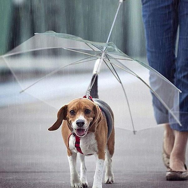 dog apparel pet umbrella hyena reverse transparent keep dry anti rain poncho waterproof pet products
dog apparel pet umbrella hyena reverse transparent keep dry anti rain poncho waterproof pet products