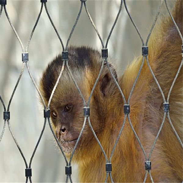enclosure animal metal 316 stainless steel wire rope mesh zoo mesh/cable webnet bird cages
enclosure animal metal 316 stainless steel wire rope mesh zoo mesh/cable webnet bird cages