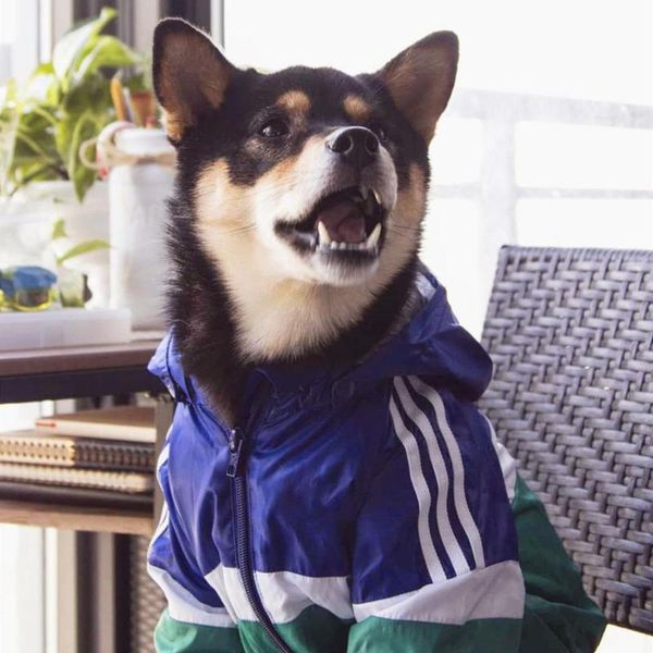 dog apparel outdoor waterproof jacket for puppy raincoat dogs big clothes akita labrador pet coat sport hoodies cats pug
dog apparel outdoor waterproof jacket for puppy raincoat dogs big clothes akita labrador pet coat sport hoodies cats pug