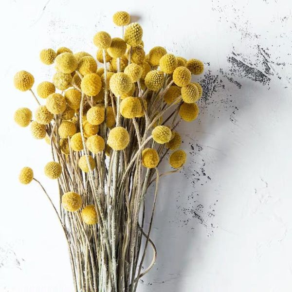 decorative flowers & wreaths real dried pampas grass wedding flower bunch natural plants home decor artificial phragmites golden ball pompom
decorative flowers & wreaths real dried pampas grass wedding flower bunch natural plants home decor artificial phragmites golden ball pompom