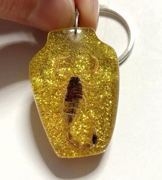 keychains discount sale creative 50 pcs scorpion taxidermy vase n 3 style jewelry keychain, Silver
keychains discount sale creative 50 pcs scorpion taxidermy vase n 3 style jewelry keychain, Silver