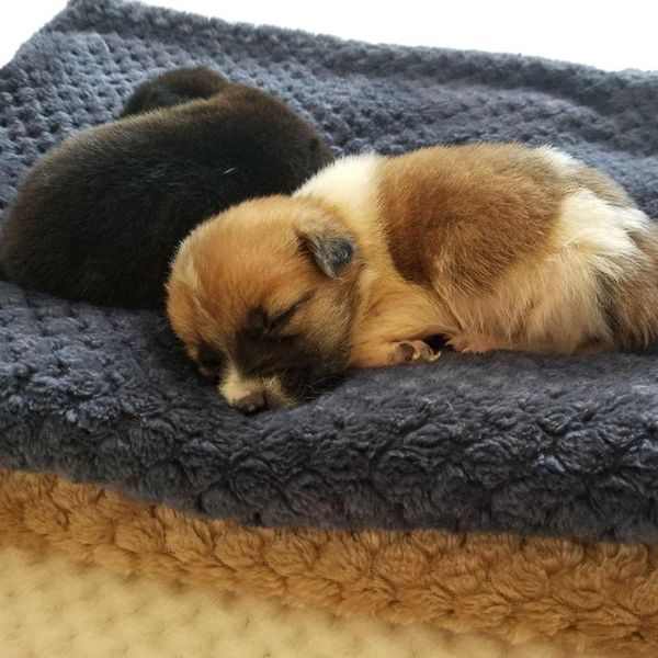 velvet blanket practical pet coral solid-colored sleeping mesh foldable pad for cats dogs supplies kennels & pens
velvet blanket practical pet coral solid-colored sleeping mesh foldable pad for cats dogs supplies kennels & pens