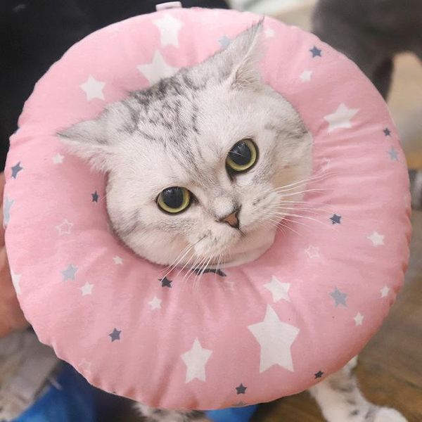 cat collars & leads elizabethan collar, dog neck cone, adjustable anti-bite/licking wound, for pet take bath e-collar
cat collars & leads elizabethan collar, dog neck cone, adjustable anti-bite/licking wound, for pet take bath e-collar