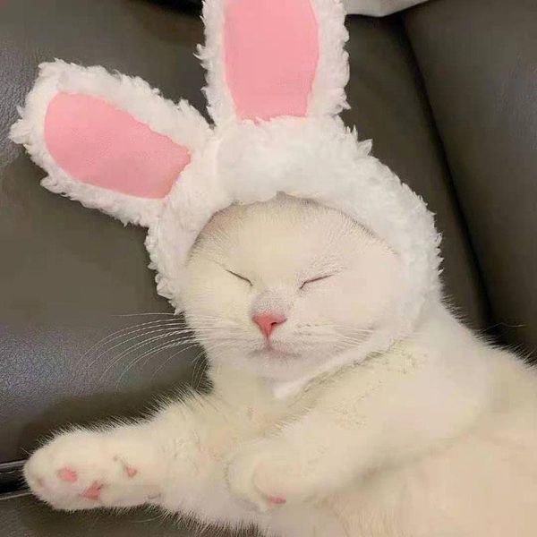 cute pet dog cat cap costume warm hat year party christmas cosplay accessories po props headwear costumes
cute pet dog cat cap costume warm hat year party christmas cosplay accessories po props headwear costumes