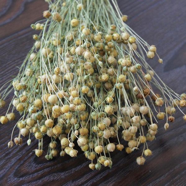 decorative flowers & wreaths acacia dried bean flower wealthy flax material home gift living room box decoration diy gypsophila imm u0p9
decorative flowers & wreaths acacia dried bean flower wealthy flax material home gift living room box decoration diy gypsophila imm u0p9