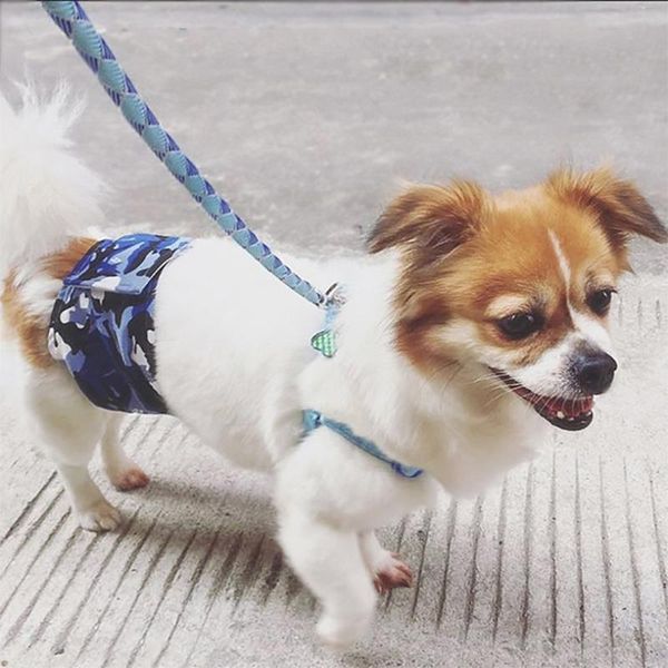 dog apparel male physique cotton cloth pet safety pants washable female diapers sanitary protector pant belt
dog apparel male physique cotton cloth pet safety pants washable female diapers sanitary protector pant belt