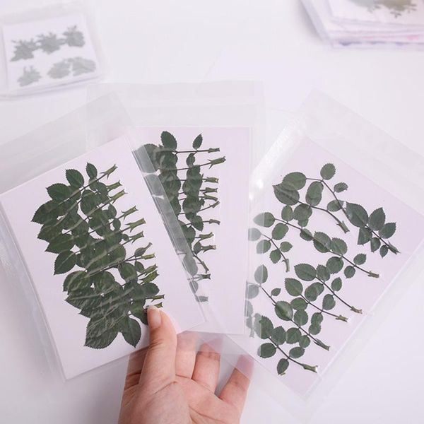 decorative flowers & wreaths rose leaf hay pressed embossed dried epoxy phone case diy plant specimens 12pcs/bag material: natural
decorative flowers & wreaths rose leaf hay pressed embossed dried epoxy phone case diy plant specimens 12pcs/bag material: natural