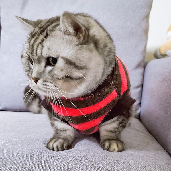 pet dog puppy cat autumn and winter warm clothes bottoming shirt rose red brown striped plush clothing apparel
pet dog puppy cat autumn and winter warm clothes bottoming shirt rose red brown striped plush clothing apparel
