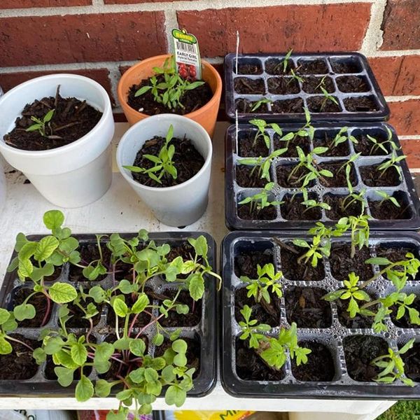 planters & pots 10 set seed trays seedling starter tray (12 cells per tray)with adjustable dome lids and base plus plant tags hand tool kit
planters & pots 10 set seed trays seedling starter tray (12 cells per tray)with adjustable dome lids and base plus plant tags hand tool kit