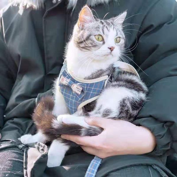 fashion cat collars leashes kitty stripe lattice kawaii harness vest bells bowknot luxury adjustable accessories & leads
fashion cat collars leashes kitty stripe lattice kawaii harness vest bells bowknot luxury adjustable accessories & leads
