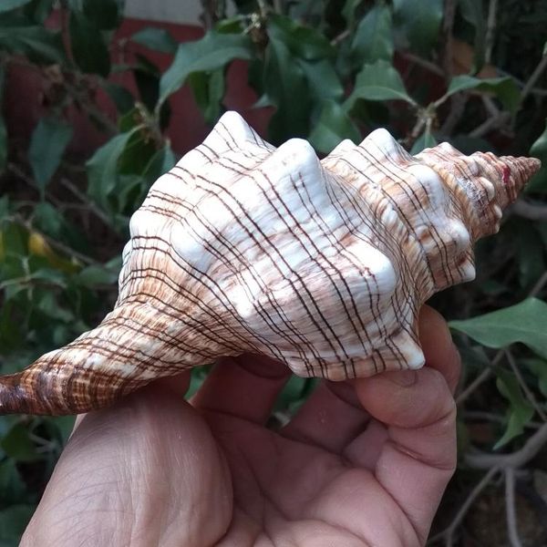 big conch shell furnishing marine decoration sea natural ornaments wedding festival party novelty items
big conch shell furnishing marine decoration sea natural ornaments wedding festival party novelty items