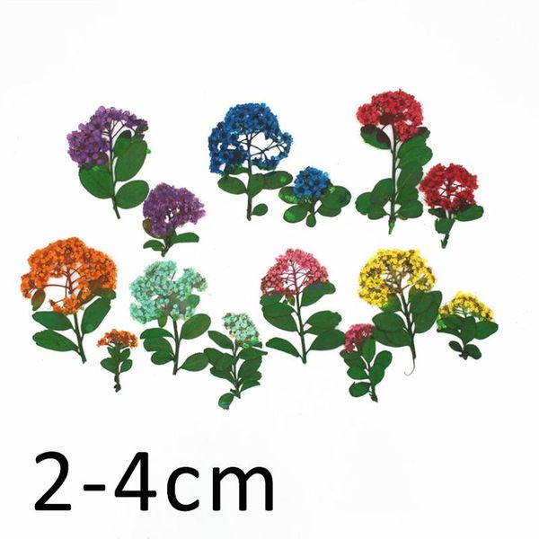 decorative flowers & wreaths 6pcs/lot dried pressed for resin small daffodils with stem leaf petal diy art craft decor vacuum packed po fram
decorative flowers & wreaths 6pcs/lot dried pressed for resin small daffodils with stem leaf petal diy art craft decor vacuum packed po fram