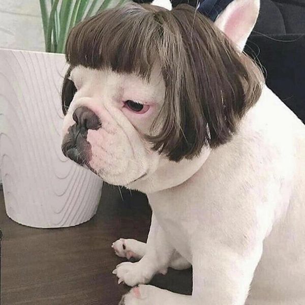 cat costumes fashion pet wigs dog cospaly props tiara hairpiece makeover clothing supplies for christmas halloween cosplay
cat costumes fashion pet wigs dog cospaly props tiara hairpiece makeover clothing supplies for christmas halloween cosplay