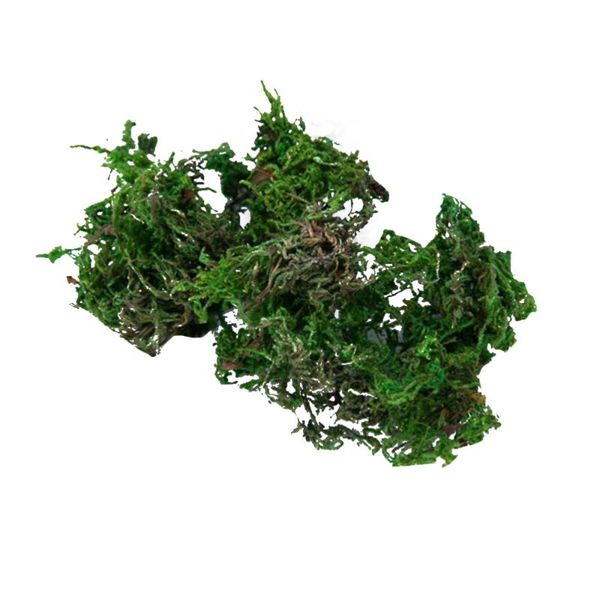 bags artificial moss simulated green plant garden flower pot decoration miniature ornament decorative flowers & wreaths
bags artificial moss simulated green plant garden flower pot decoration miniature ornament decorative flowers & wreaths