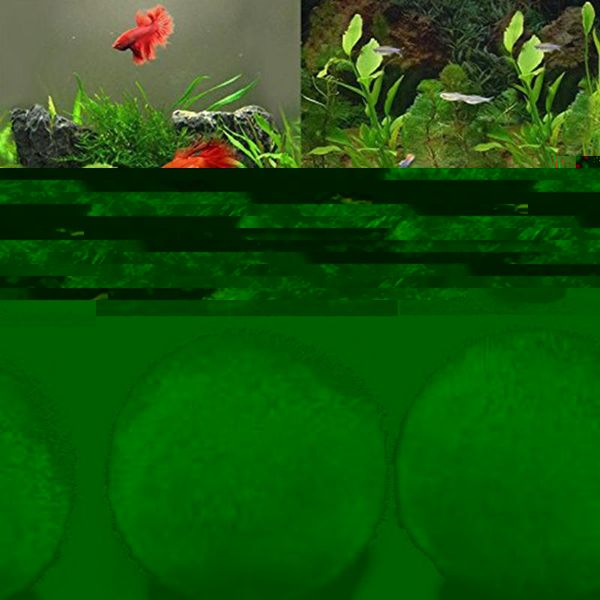 decorations living green seaweed ball small algae for aquarium fish tank landscaping decoration
decorations living green seaweed ball small algae for aquarium fish tank landscaping decoration