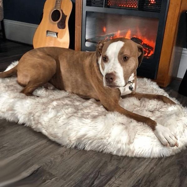 pet dog soft kennel bed shag plush calming warm puppy cushion mat for winter- kennels & pens
pet dog soft kennel bed shag plush calming warm puppy cushion mat for winter- kennels & pens