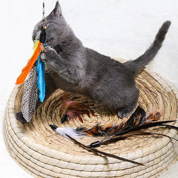 replacement cat feather toy set teaser wand for kitten having fun exercise playing stick toys
replacement cat feather toy set teaser wand for kitten having fun exercise playing stick toys