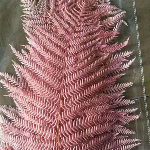 decorative flowers & wreaths 10/pcs eternal flower diy, fern in light pink, fern, dried decoration, making accessories, flowers, art
decorative flowers & wreaths 10/pcs eternal flower diy, fern in light pink, fern, dried decoration, making accessories, flowers, art