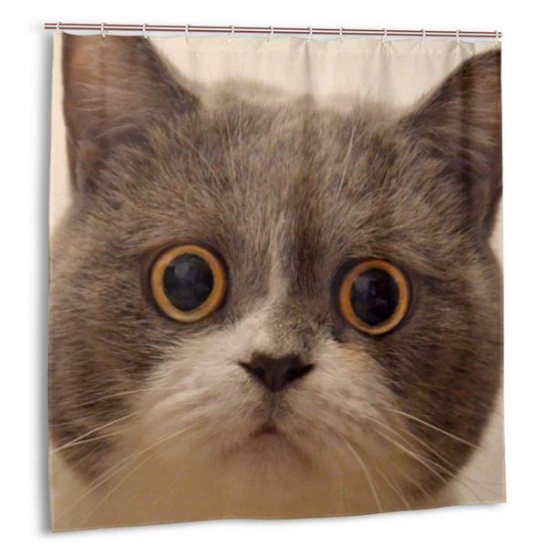 hower curtain, uzzle of a britih cat with big eye. frightened ani al bath curtain et with hook
hower curtain, uzzle of a britih cat with big eye. frightened ani al bath curtain et with hook