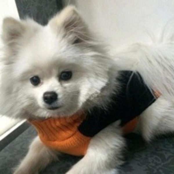 dog apparel pets halloween pumpkin printed costume warm sweater knitted coat festival
dog apparel pets halloween pumpkin printed costume warm sweater knitted coat festival