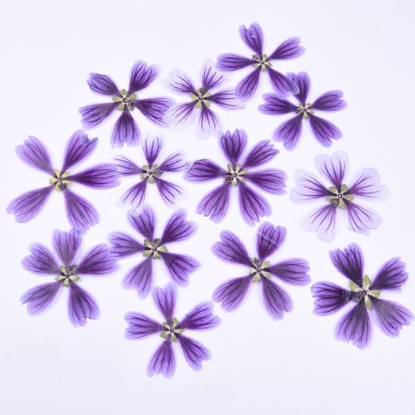 decorative flowers & wreaths mallow dried flower diy hand-embossed embossed plant specimen greeting card bookmark aroma candle pressed 8pcs/
decorative flowers & wreaths mallow dried flower diy hand-embossed embossed plant specimen greeting card bookmark aroma candle pressed 8pcs/