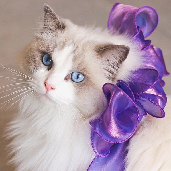 cat costumes princess ribbon lace collar for cats elegant silk gauze dog necklace accessories sweet kitten neck decor pet bows yorkie rag
cat costumes princess ribbon lace collar for cats elegant silk gauze dog necklace accessories sweet kitten neck decor pet bows yorkie rag